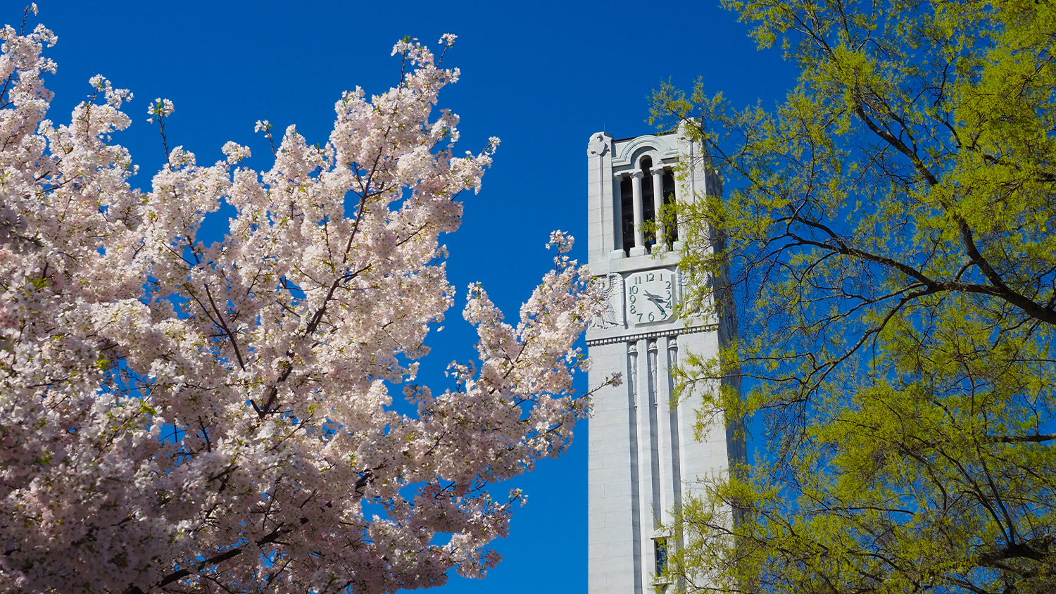 Pink spring flowers can be seen next to the belltower on a nice sunny spring day.