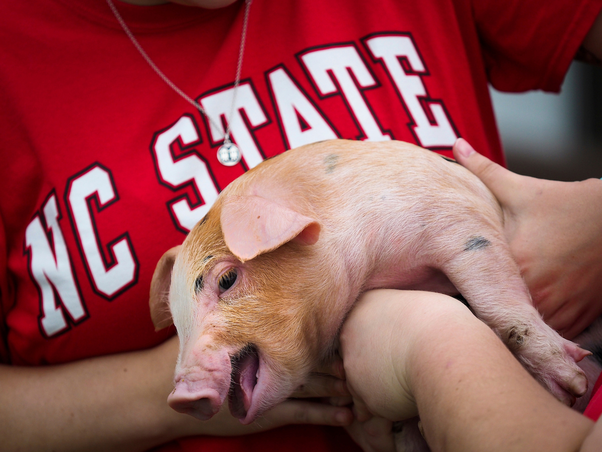 A piglet is held by students at NC State.