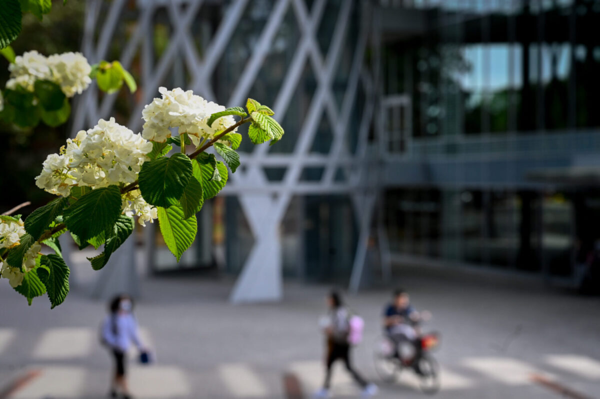 An image of Talley Student Union with hydrangea flowers in focus in front of the building.