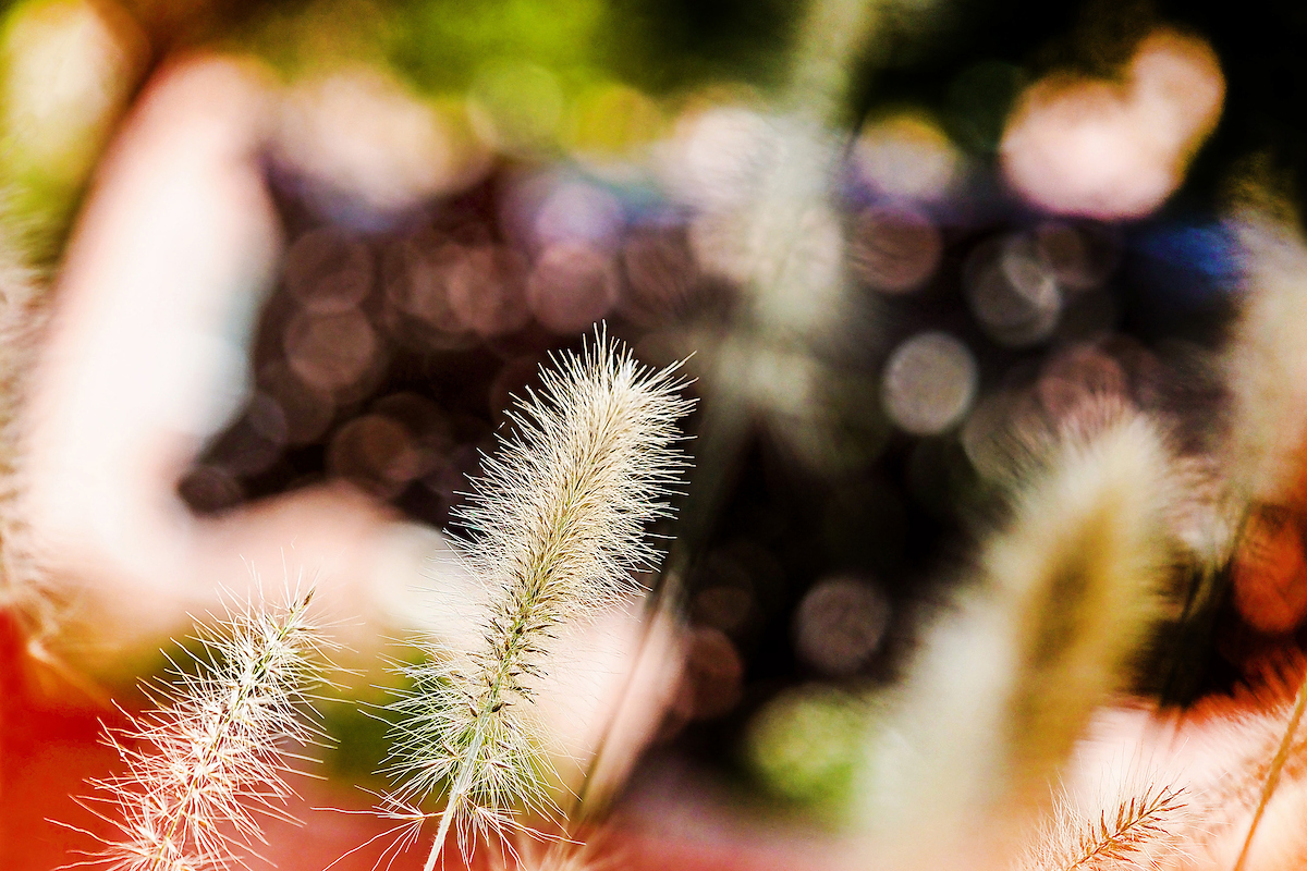 Cattails in focus in front of a wolf sculpture in the fall.