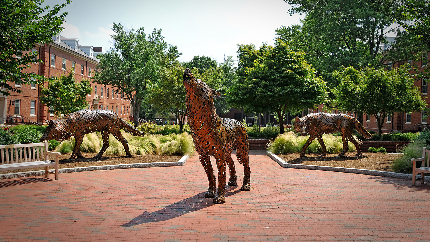 Copper wolves on central campus.
