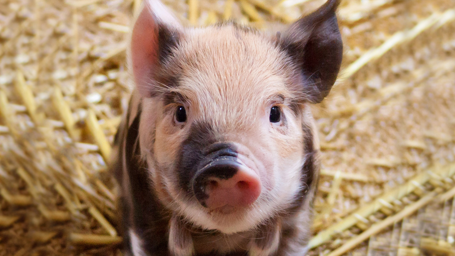a little cute piglet
